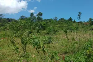 600 Acres of Farming Land Available for Rent in Bbaale, Kayunga