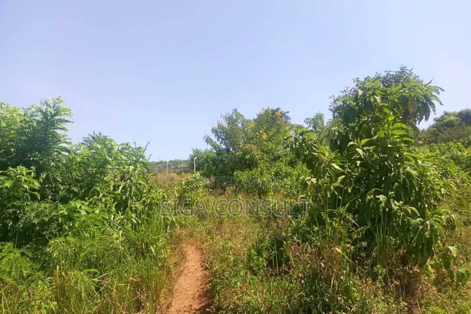 600 Acres of Farming Land Available for Rent in Bbaale, Kayunga