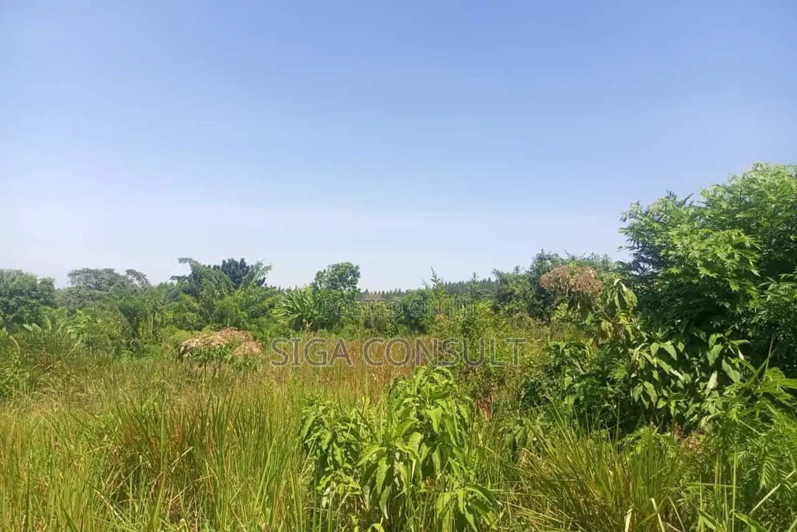 600 Acres of Farming Land Available for Rent in Bbaale, Kayunga