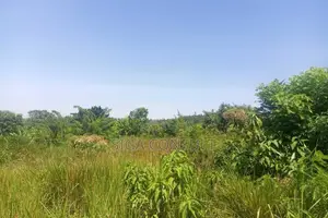 600 Acres of Farming Land Available for Rent in Bbaale, Kayunga