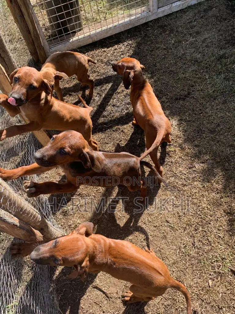 3-6 months Male Purebred Rhodesian Ridgeback