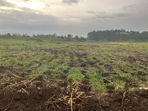 500 Acres of Private Mailo Land in Mityana, 1km From Tarmac