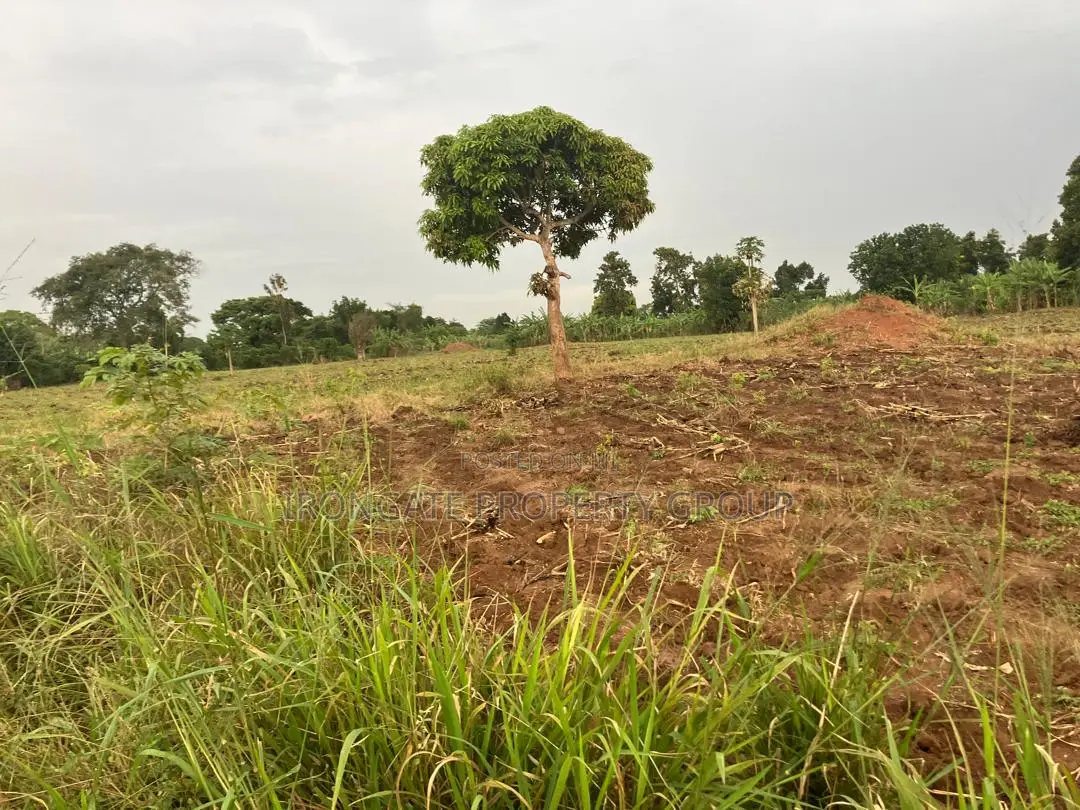 500 Acres of Private Mailo Land in Mityana, 1km From Tarmac