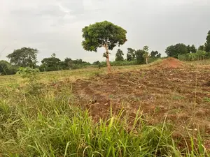500 Acres of Private Mailo Land in Mityana, 1km From Tarmac