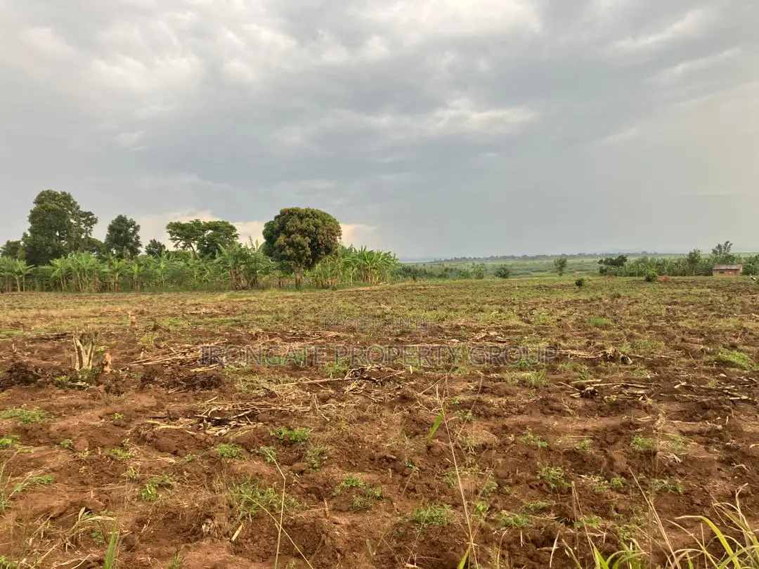 500 Acres of Private Mailo Land in Mityana, 1km From Tarmac