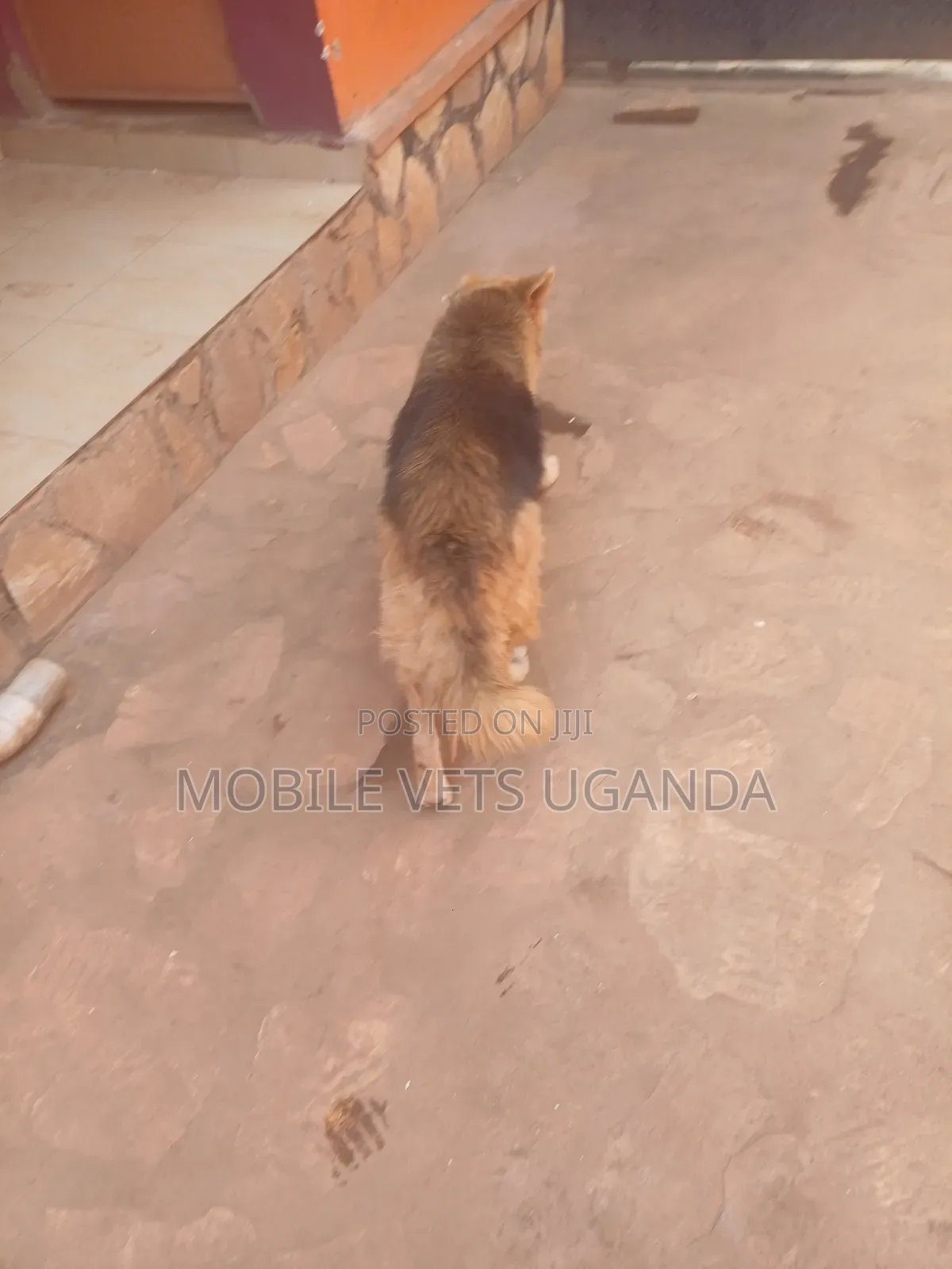 6-12 months Female Purebred German Shepherd