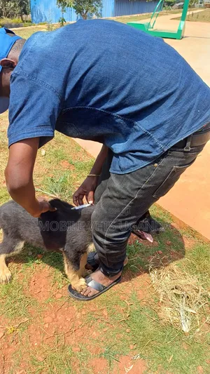 1-3 months Male Purebred German Shepherd