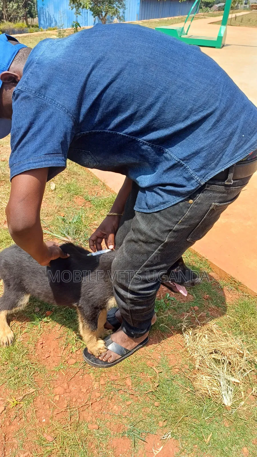 1-3 months Male Purebred German Shepherd