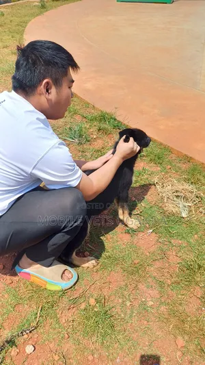 1-3 months Female Purebred German Shepherd