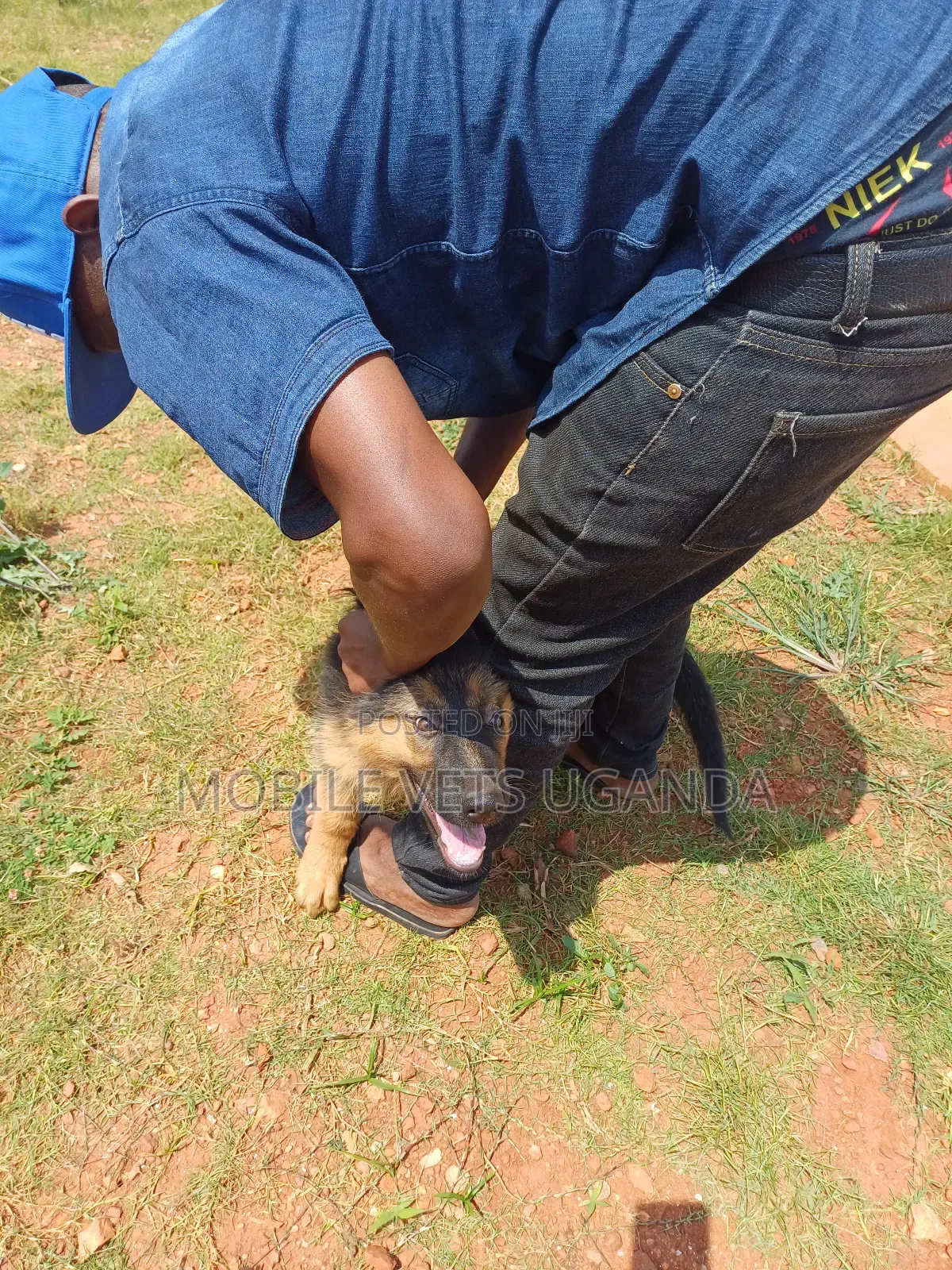 3-6 months Female Purebred German Shepherd