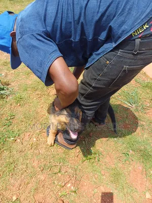 3-6 months Female Purebred German Shepherd