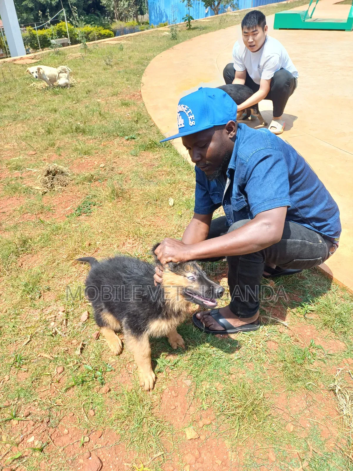 3-6 months Male Purebred German Shepherd