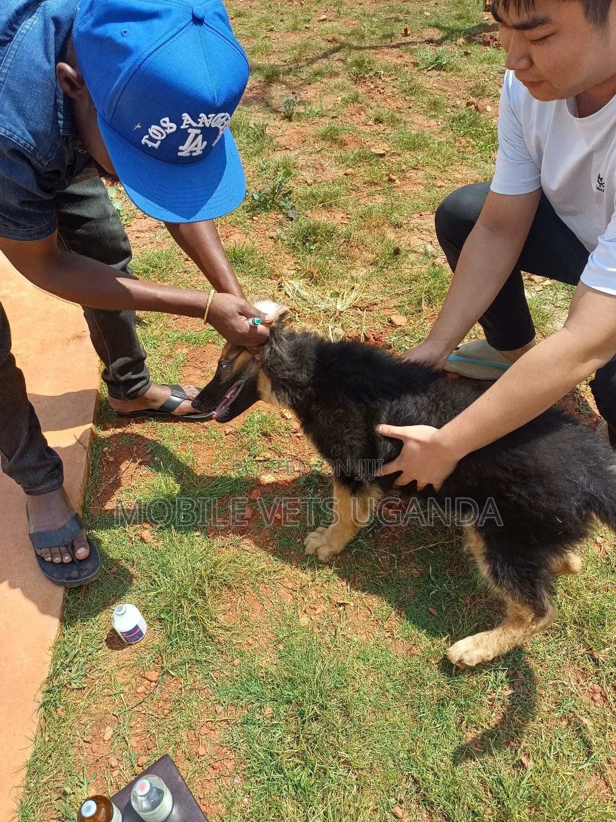1-3 months Male Purebred German Shepherd