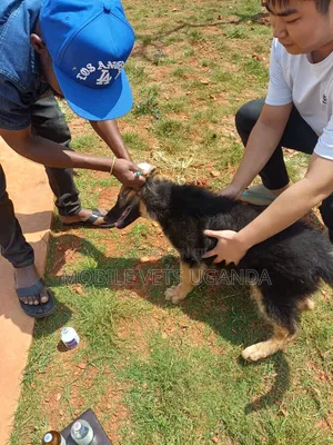 1-3 months Male Purebred German Shepherd