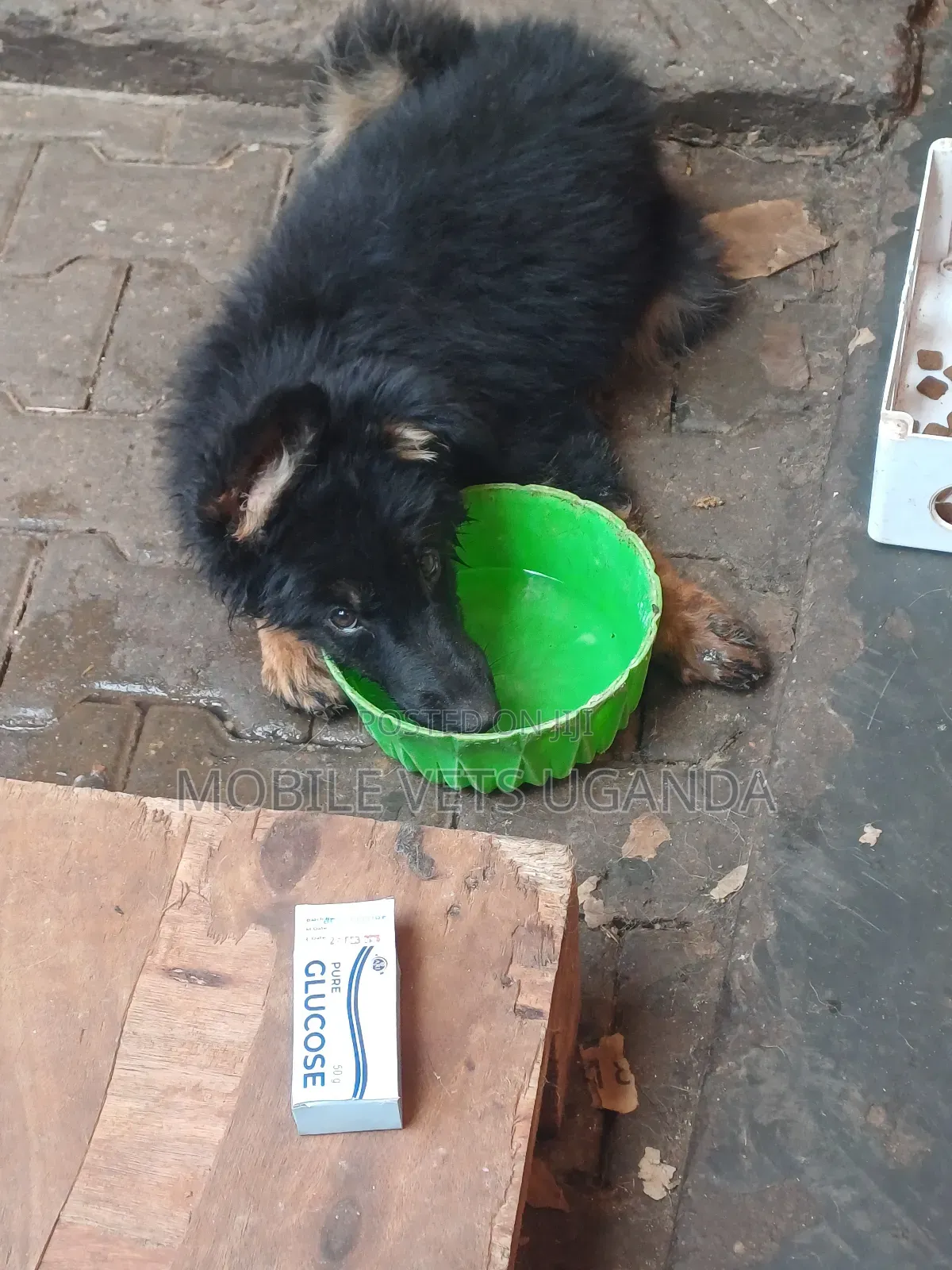 1-3 months Male Purebred German Shepherd