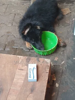 3-6 months Female Purebred German Shepherd