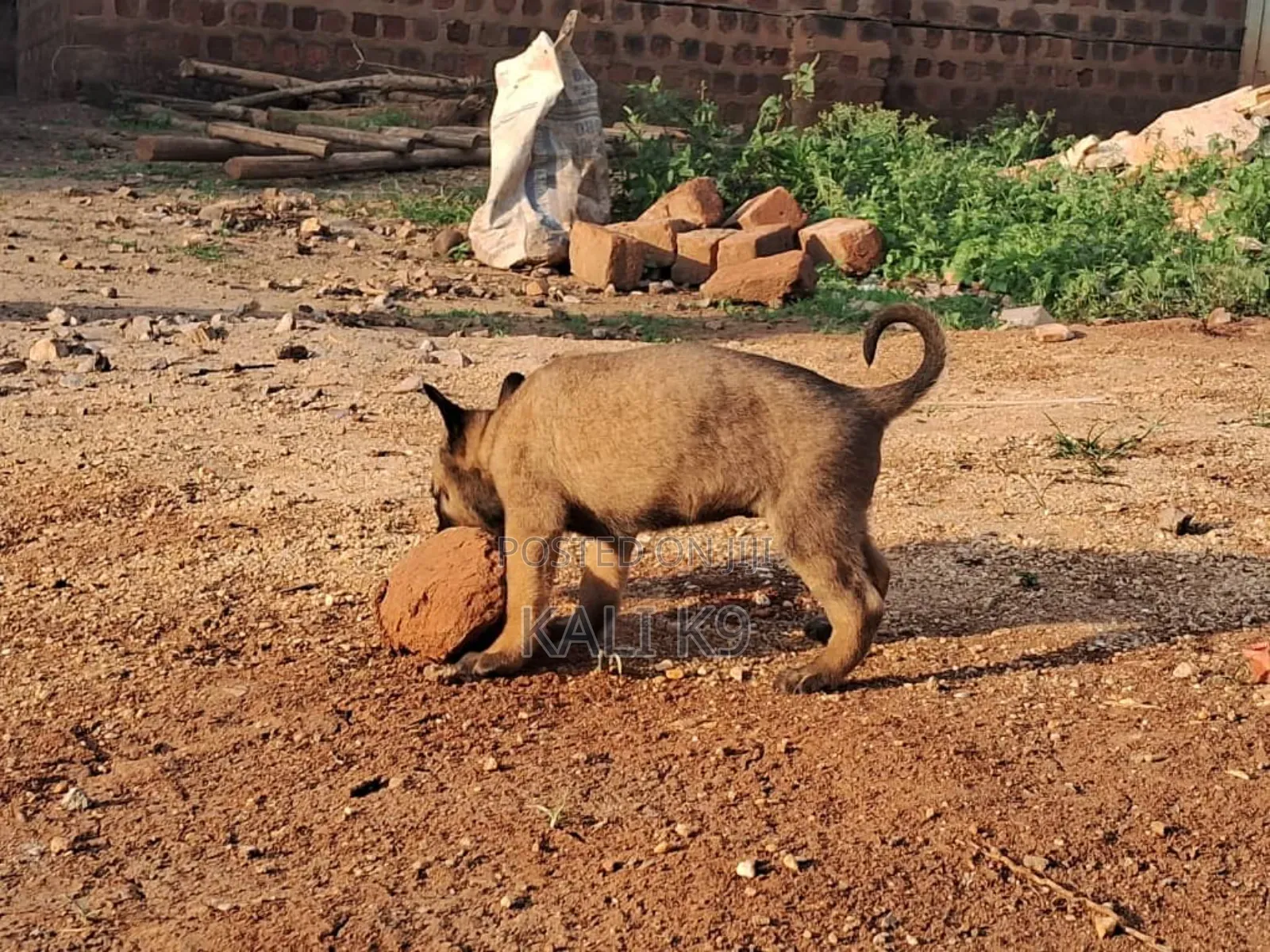 1-3 months Male Purebred Belgian Malinois