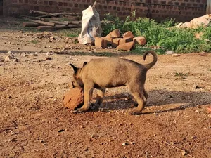 1-3 months Male Purebred Belgian Malinois