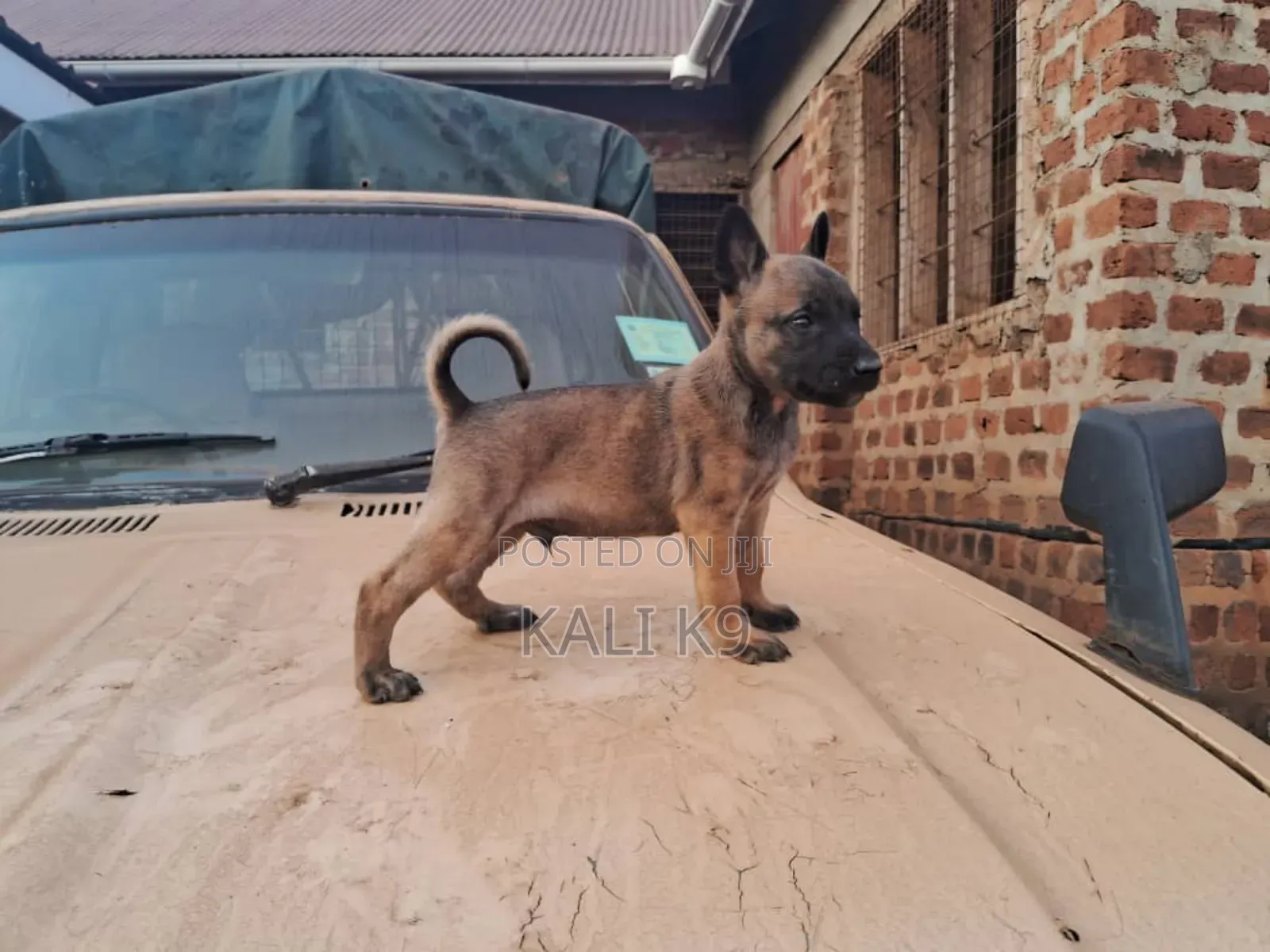 1-3 months Male Purebred Belgian Malinois