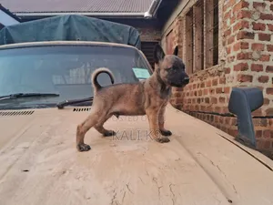 1-3 months Male Purebred Belgian Malinois