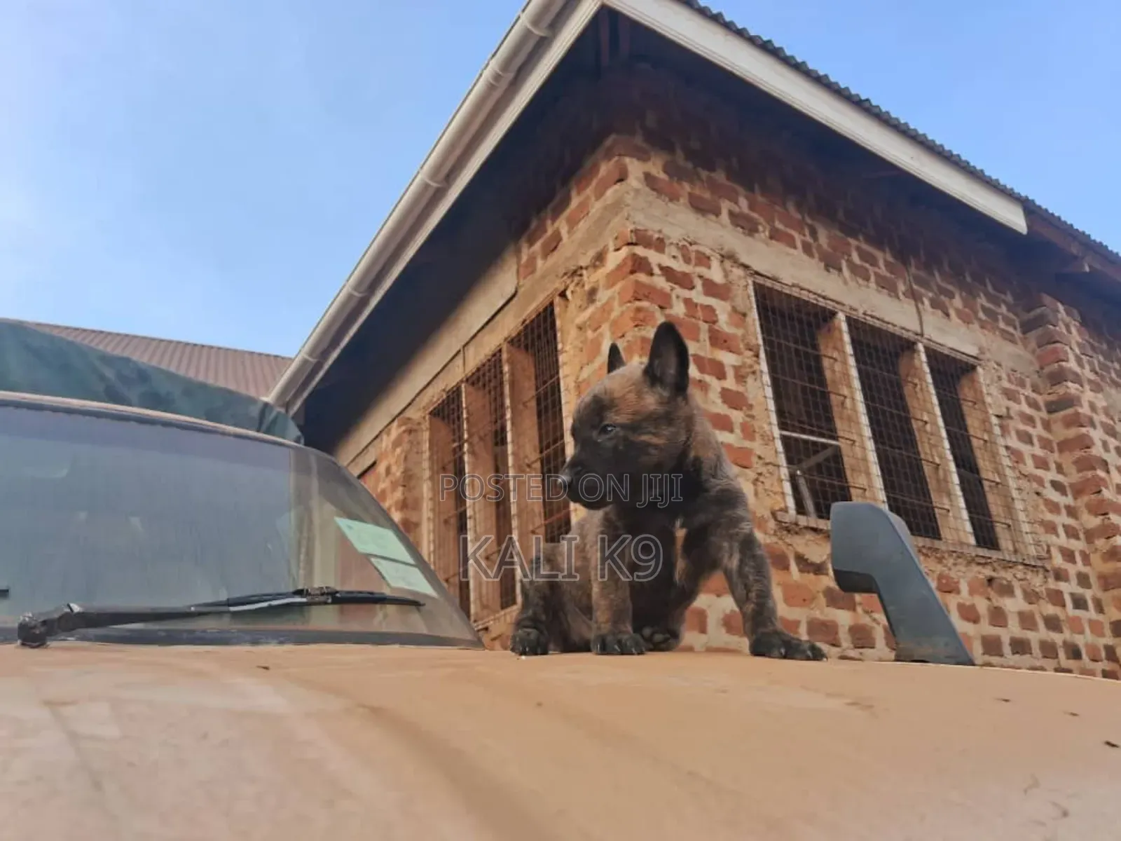 1-3 months Male Purebred Belgian Malinois