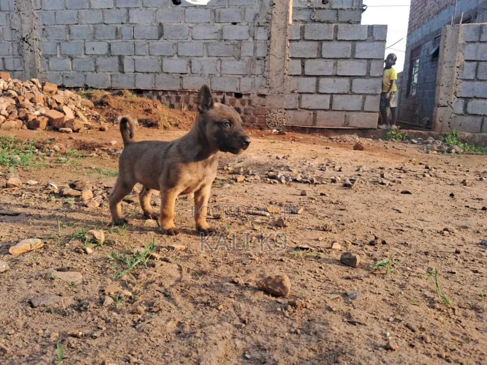 1-3 months Male Purebred Belgian Malinois