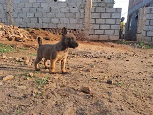 1-3 months Male Purebred Belgian Malinois