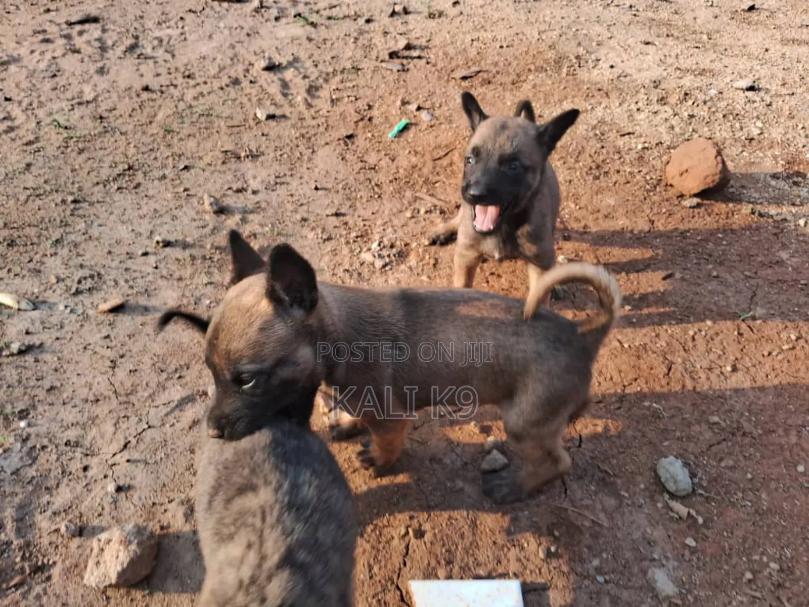 1-3 months Male Purebred Belgian Malinois