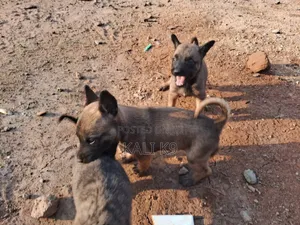 1-3 months Male Purebred Belgian Malinois