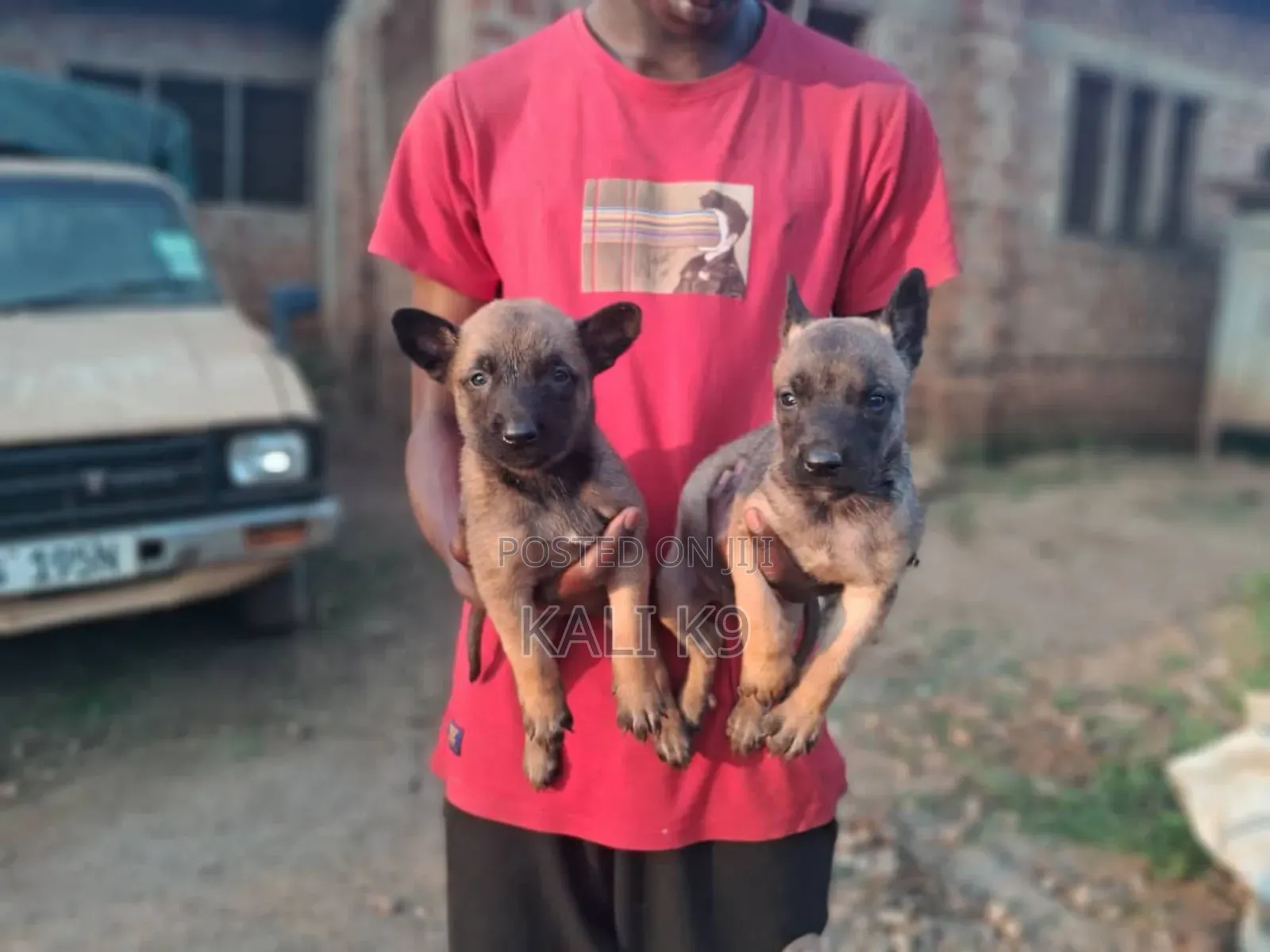1-3 months Male Purebred Belgian Malinois