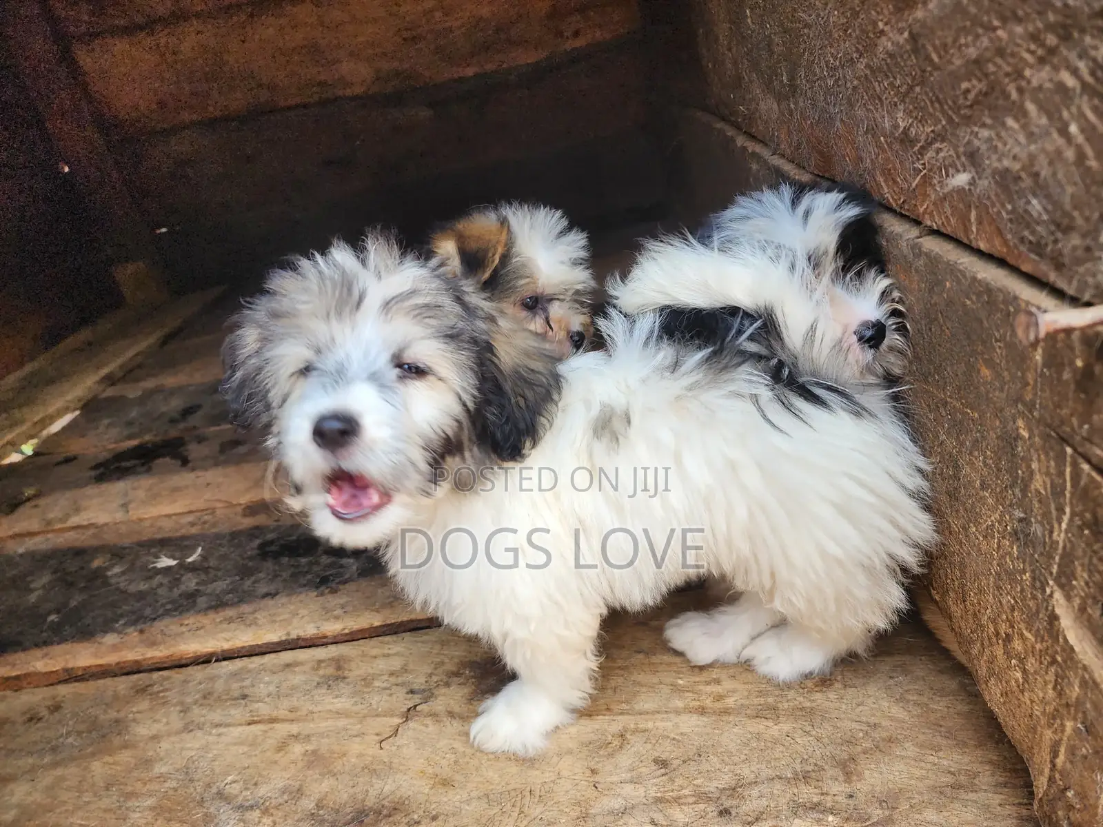 1-3 months Male Purebred Maltese