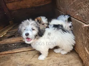 1-3 months Male Purebred Maltese
