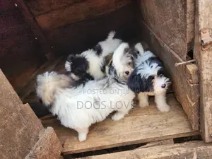 1-3 months Male Purebred Maltese