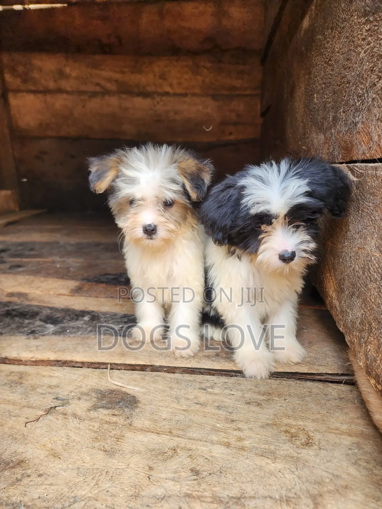 1-3 months Male Purebred Maltese