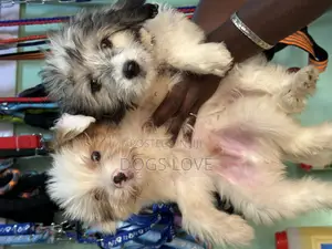 1-3 months Female Purebred Maltese