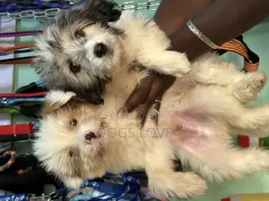 1-3 months Female Purebred Maltese
