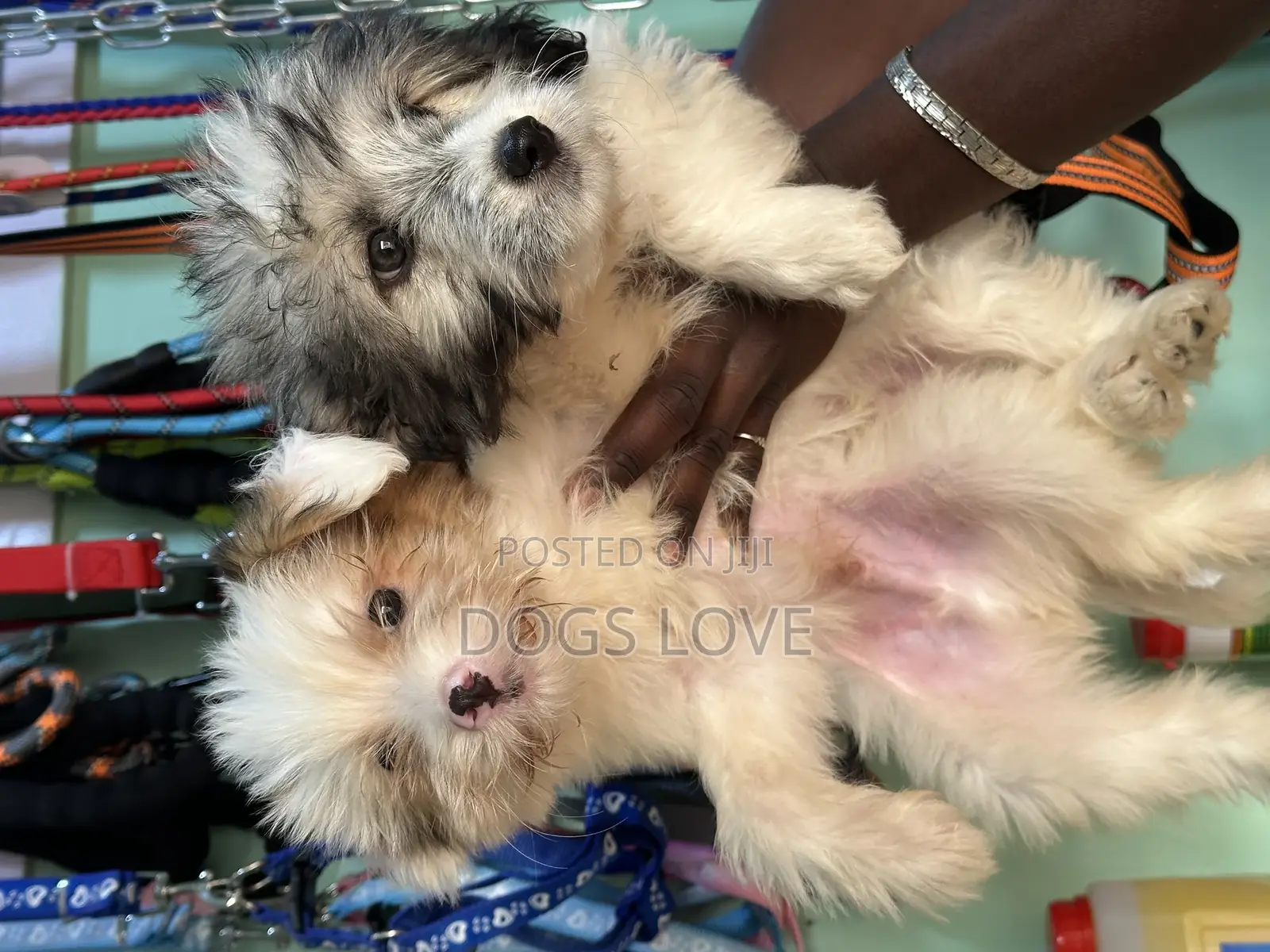 1-3 months Female Purebred Maltese