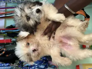 1-3 months Female Purebred Maltese