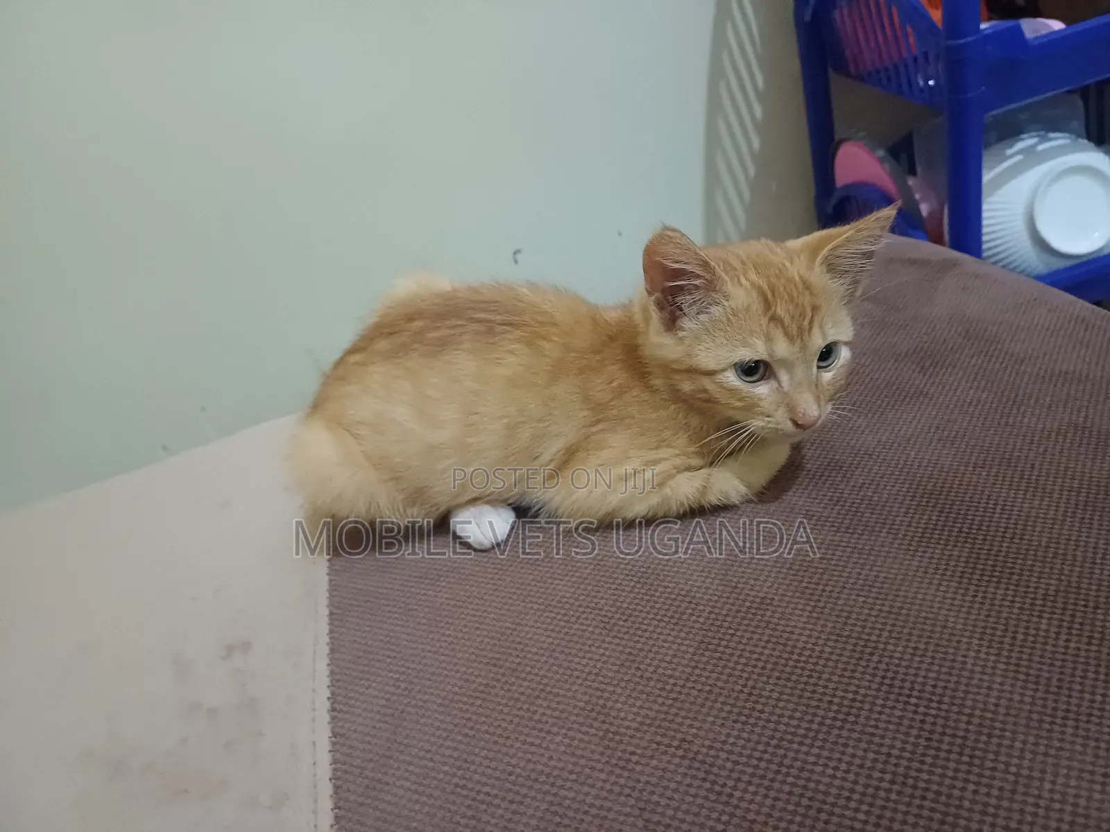 3-6 months Male Purebred British Shorthair