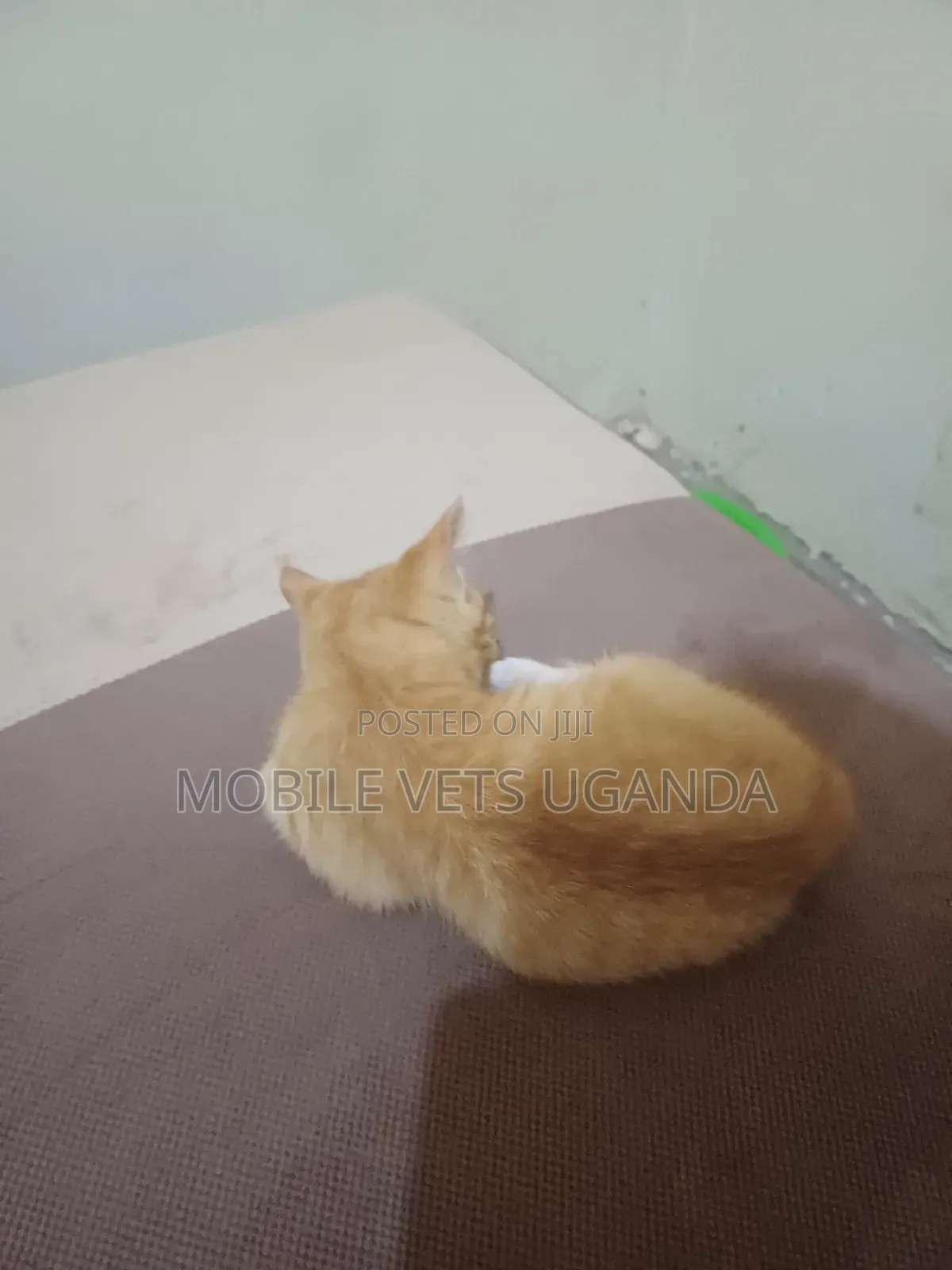 1-3 months Female Purebred American Wirehair