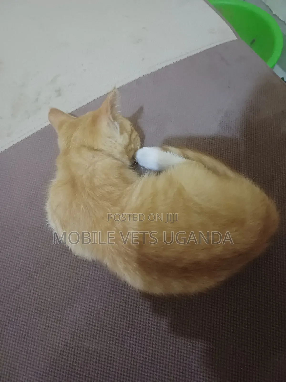 1-3 months Male Purebred Ragamuffin