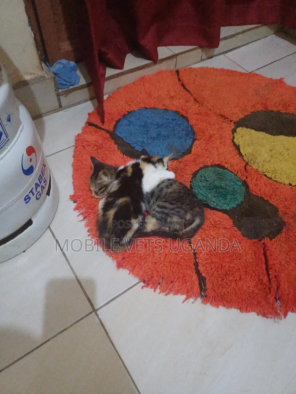 3-6 months Female Purebred Tabby