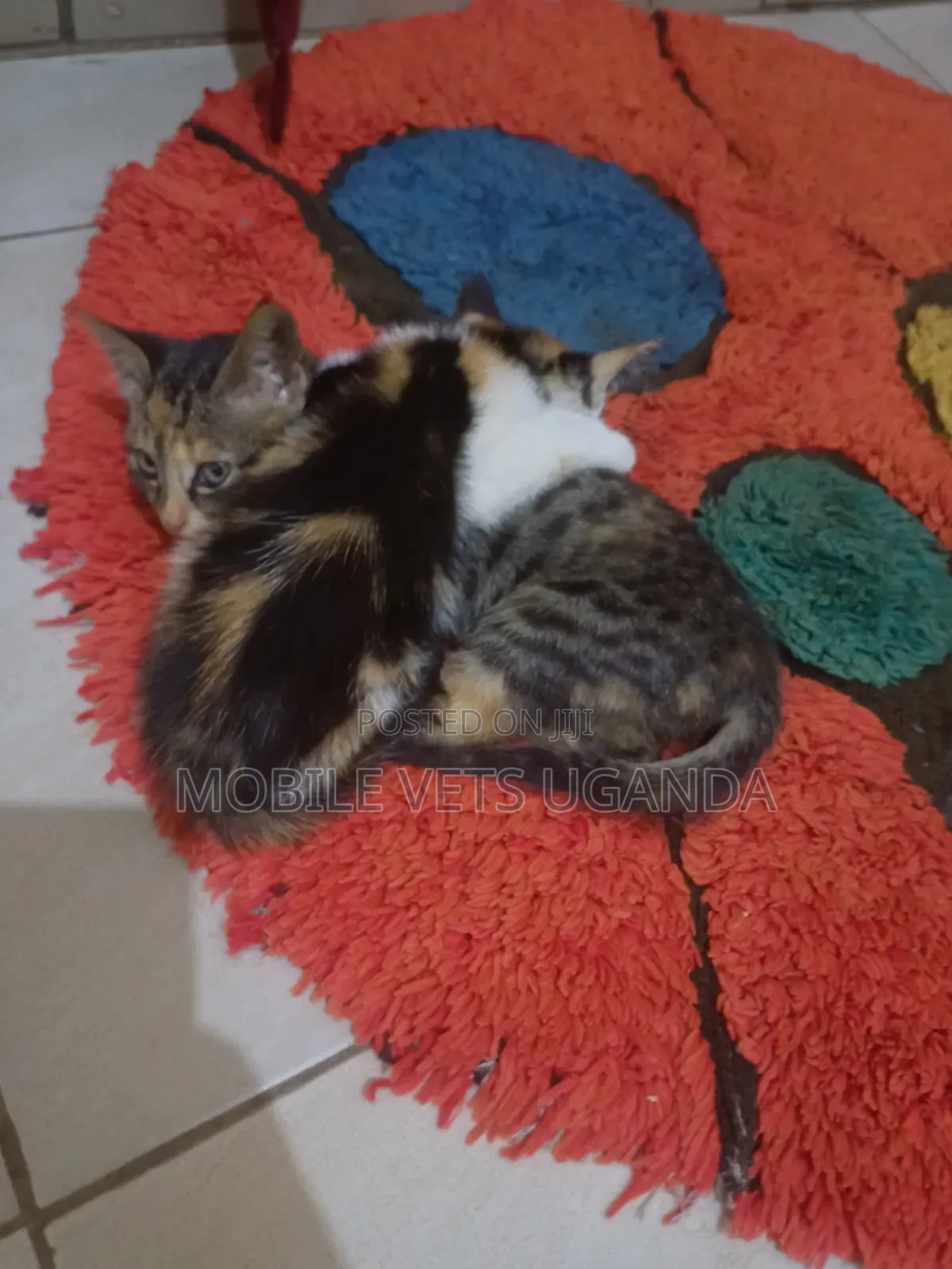 3-6 months Female Purebred Ocicat