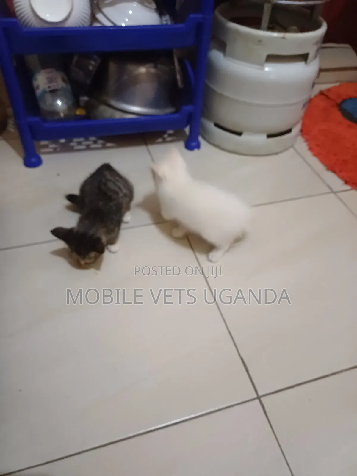 1-3 months Female Purebred British Shorthair
