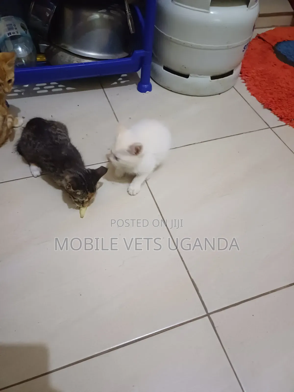 3-6 months Female Purebred Persian