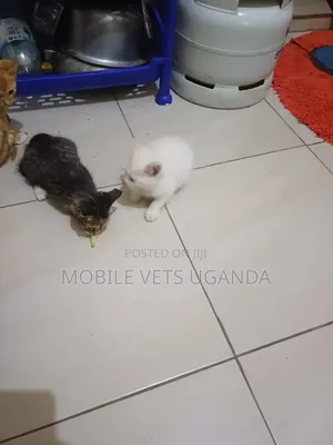 3-6 months Female Purebred Persian
