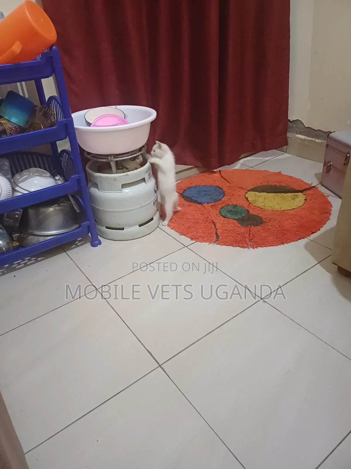 0-1 month Female Purebred Oriental
