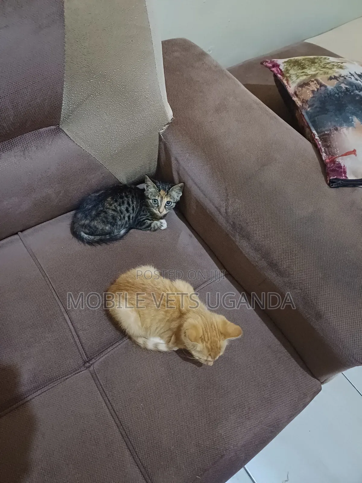 1-3 months Female Purebred Javanese