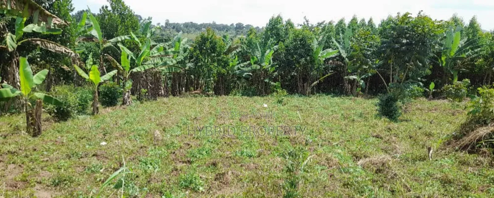 Prime Plots For Sale At Mwera Divine Land Estate~Hoima Road.