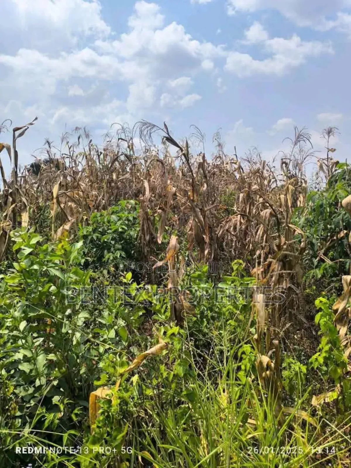 780 Acres for Sale in Luweero Kakooge Each Acre at 9m